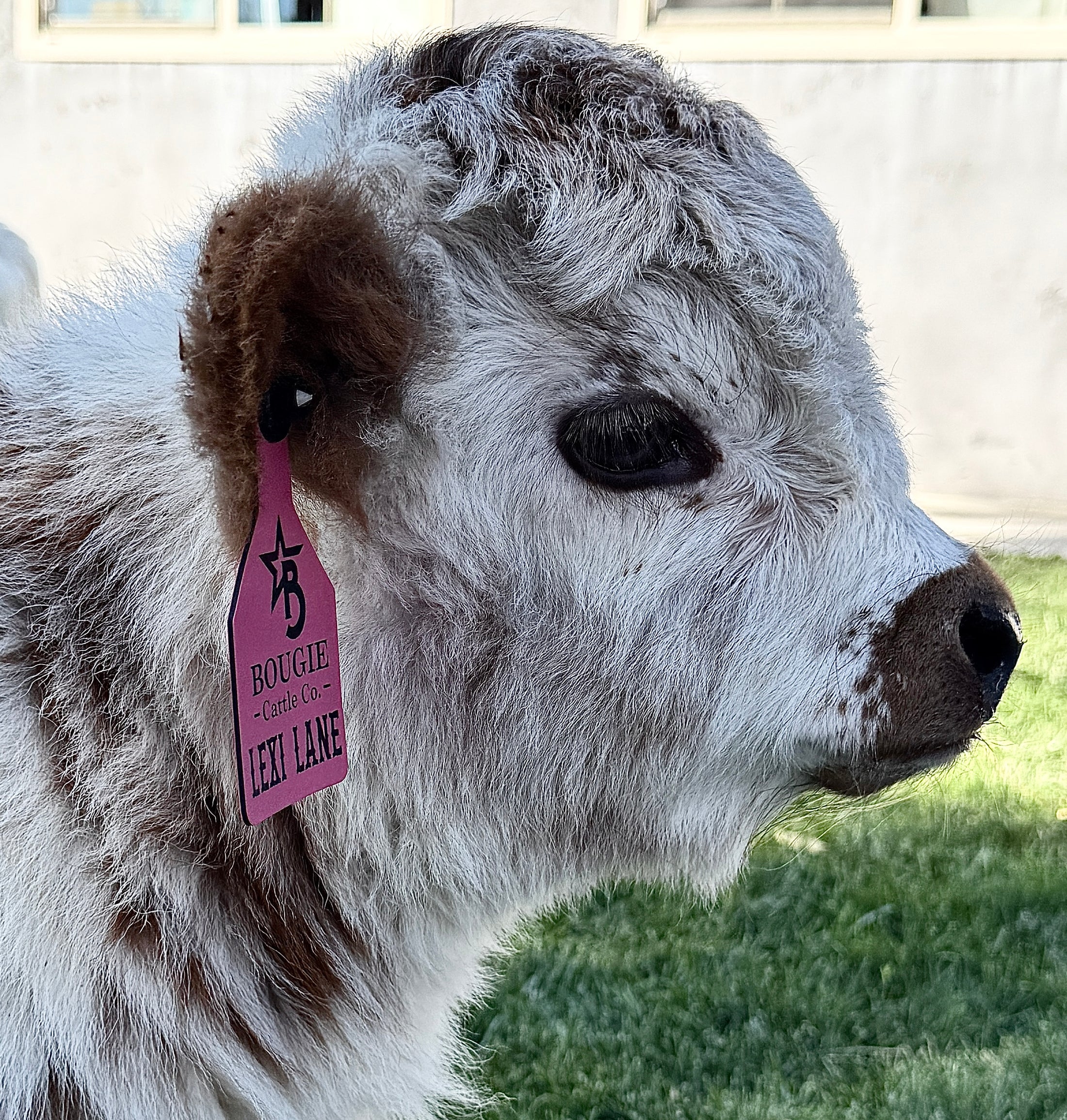 Lexi Lane Micro Mini Heifer $50,000.00