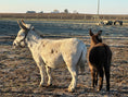 Load image into Gallery viewer, Miss Jean, The Mini Jennette Donkey. $10,000.00 If you take both 12,000 for the Pair