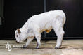 Load image into Gallery viewer, Mushroom – Micro/Mini High-Park Heifer