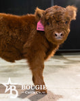 Load image into Gallery viewer, Mocha Mae – Micro / Mini Heifer