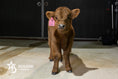 Load image into Gallery viewer, Dixie Dunn – Mid Size Heifer