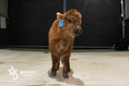 Load image into Gallery viewer, Beau – Mid Bull/Steer
