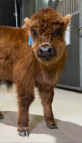 Load image into Gallery viewer, Beau – Mid Bull/Steer