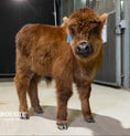 Load image into Gallery viewer, Beau – Mid Bull/Steer