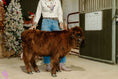 Load image into Gallery viewer, CupCake Mini/Mid POLLED Bull-Steer $10,500.00