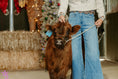 Load image into Gallery viewer, CupCake Mini/Mid POLLED Bull-Steer $10,500.00