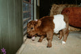 Load image into Gallery viewer, MilkShake Micro/ Mini Bull Silver Splendor & Roxy $35,000.00