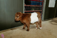 Load image into Gallery viewer, MilkShake Micro/ Mini Bull Silver Splendor & Roxy $35,000.00