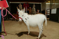 Load image into Gallery viewer, Josephine Mini Paint Jennette Donkey. $10,000.00