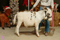 Load image into Gallery viewer, Biff Mini Paint Jack Donkey. $8500.00