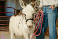 Load image into Gallery viewer, Biff Mini Paint Jack Donkey. $8500.00