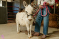 Load image into Gallery viewer, Biff Mini Paint Jack Donkey. $8500.00