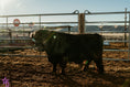 Load image into Gallery viewer, Trucker Coal -Mini Virgin Dehorned Bull $10,000.00