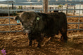 Load image into Gallery viewer, Trucker Coal -Mini Virgin Dehorned Bull $10,000.00