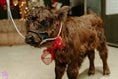 Load image into Gallery viewer, Licorice Mini/Mid POLLED Bull-Steer $10,500.00