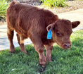 Load image into Gallery viewer, Butterbean Micro/mini Red Bull Calf $13,500.00