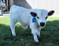 Load image into Gallery viewer, Cool Whip Micro Mini Highpark Bull/Steer $25,000.00