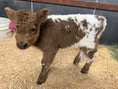 Load image into Gallery viewer, Peaches POLLED Mini/Mid Dun Tipped Heifer Oh Yeah & Baby $17,500.00