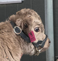 Load image into Gallery viewer, GRAY-C Micro/Mini Highland Heifer $35,000.00