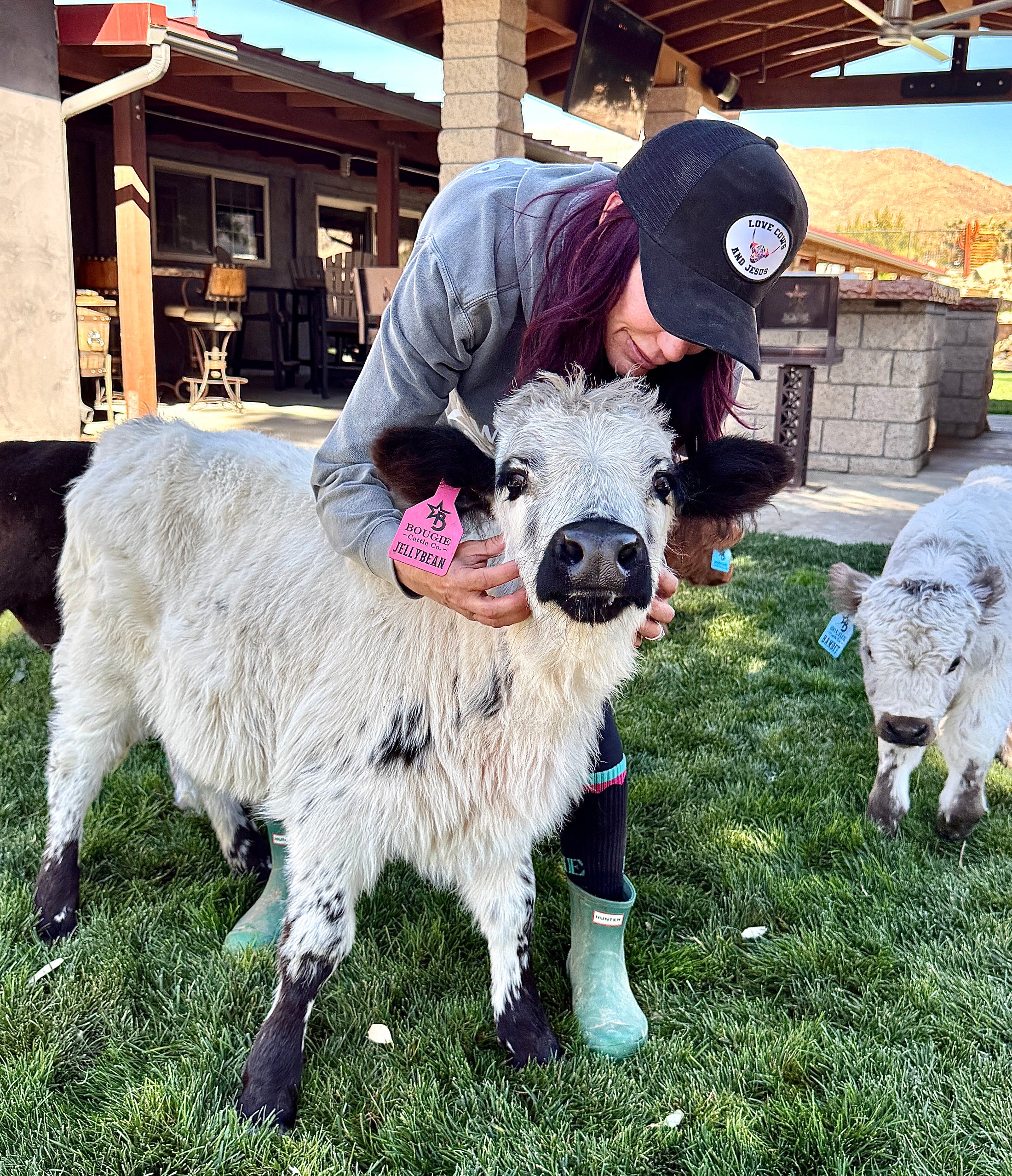 Jellybean- WEANED Polled Mini/Mid Size Heifer $15,000.00