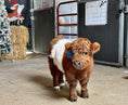 Load image into Gallery viewer, MilkShake Micro/ Mini Bull Silver Splendor & Roxy $35,000.00