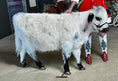 Load image into Gallery viewer, Jellybean- WEANED Polled Mini/Mid Size Heifer $15,000.00