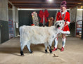 Load image into Gallery viewer, Jellybean- WEANED Polled Mini/Mid Size Heifer $15,000.00