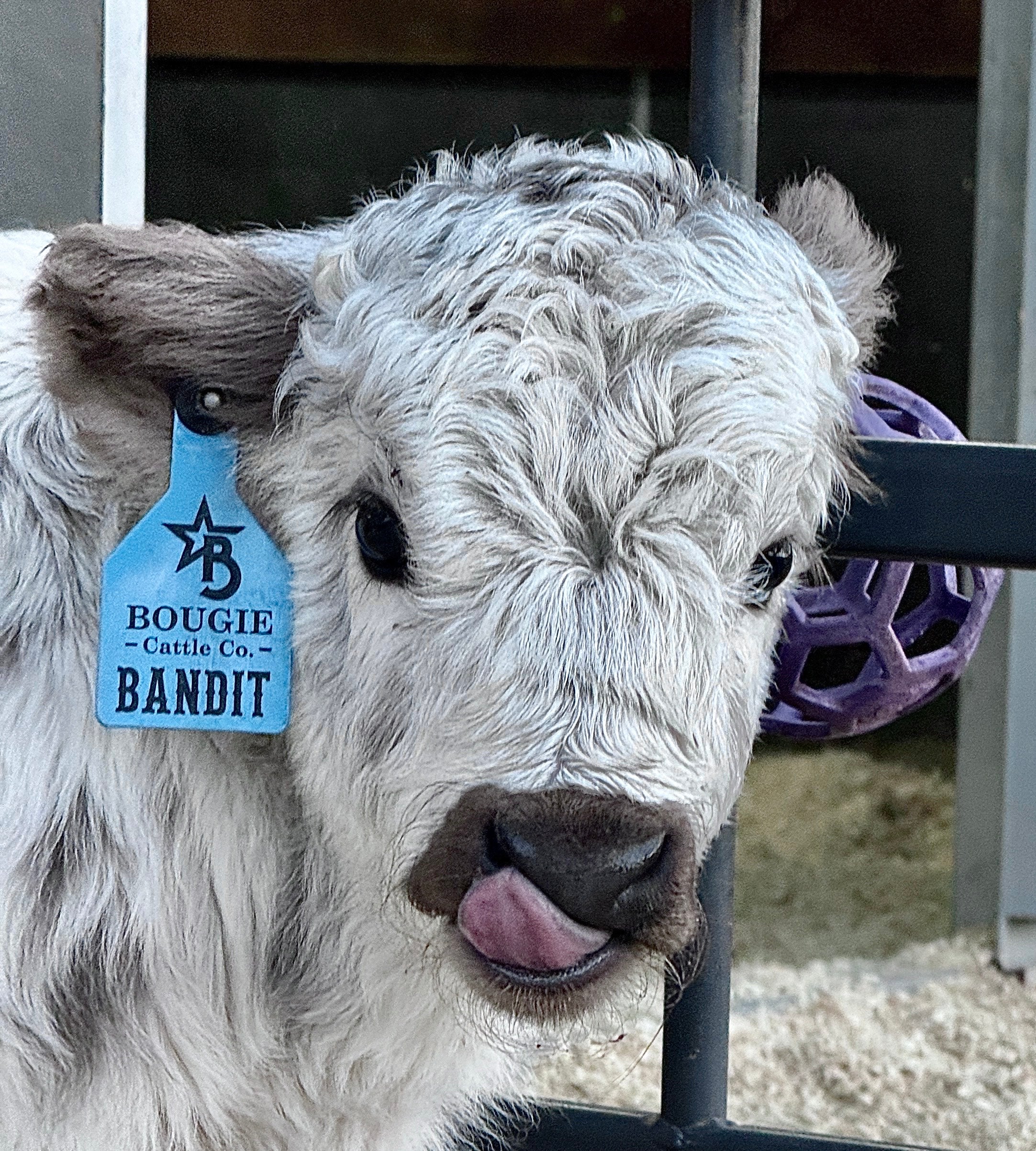 Bandit Mini/Mid Size Bull/Steer $12,500.00