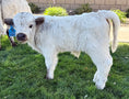 Load image into Gallery viewer, Bandit Mini/Mid Size Bull/Steer $12,500.00