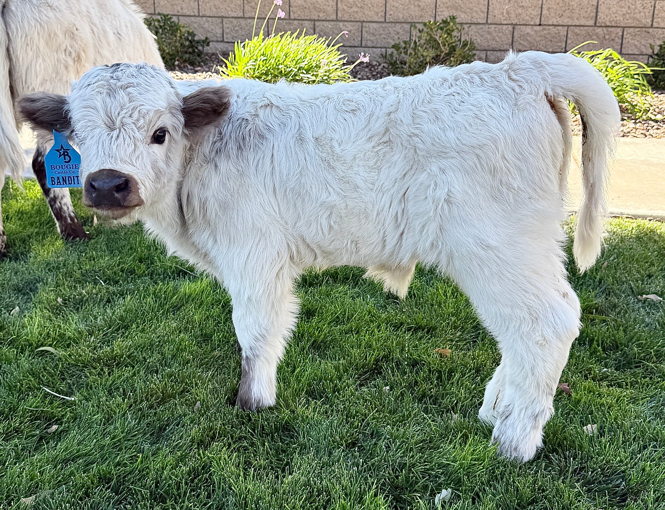 Bandit Mini/Mid Size Bull/Steer $12,500.00