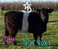 Load image into Gallery viewer, MilkShake Micro/ Mini Bull Silver Splendor & Roxy $35,000.00