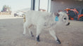 Load and play video in Gallery viewer, Bandit Mini/Mid Size Bull/Steer $12,500.00