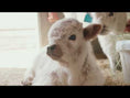 Load and play video in Gallery viewer, SOLD - Huckleberry Micro/Mini Bull Calf Positive $22,000