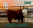 Load image into Gallery viewer, Beau – Mid Bull/Steer