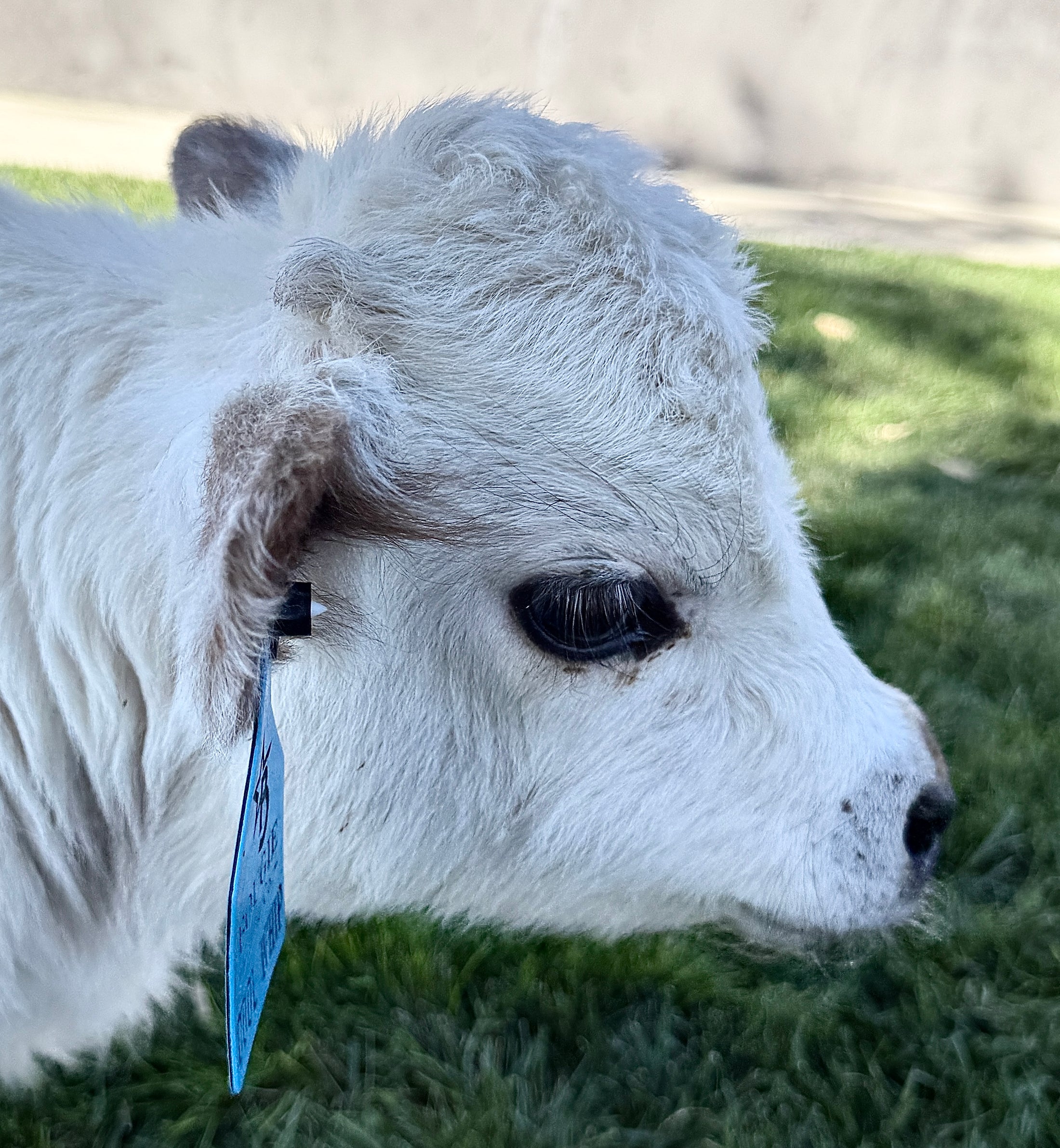 Cool Whip Micro Mini Highpark Bull/Steer $25,000.00