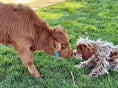 Load image into Gallery viewer, Butterbean Micro/mini Red Bull Calf $13,500.00
