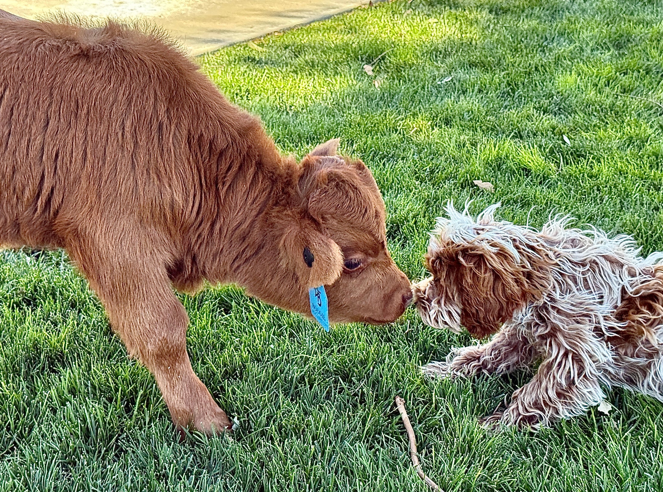 Butterbean Micro/mini Red Bull Calf $13,500.00