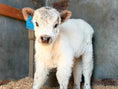 Load image into Gallery viewer, SOLD - Poptart Mini/mid Bull Calf Buy Now $12,500.00

