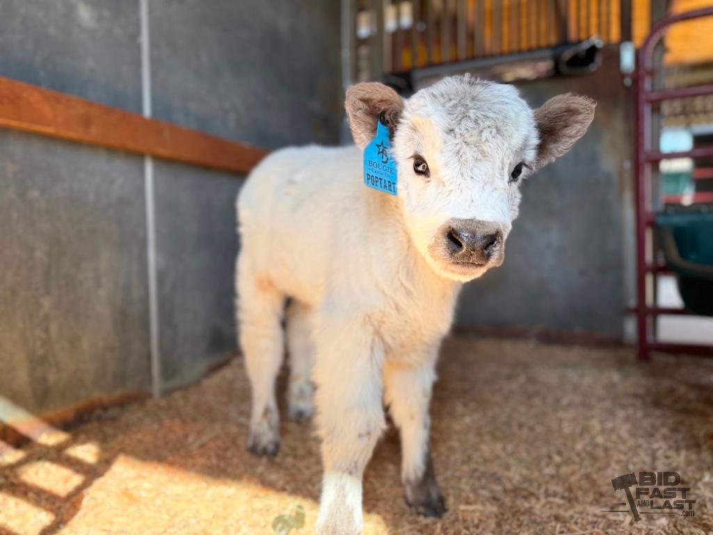 SOLD - Poptart Mini/mid Bull Calf Buy Now $12,500.00