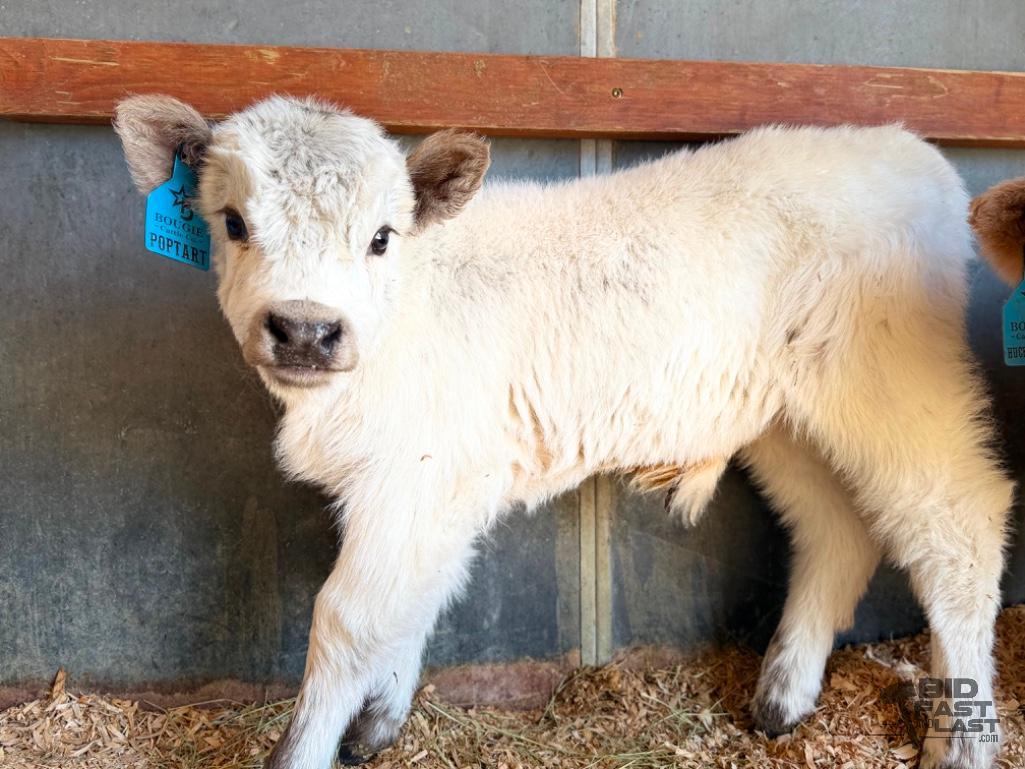 SOLD - Poptart Mini/mid Bull Calf Buy Now $12,500.00