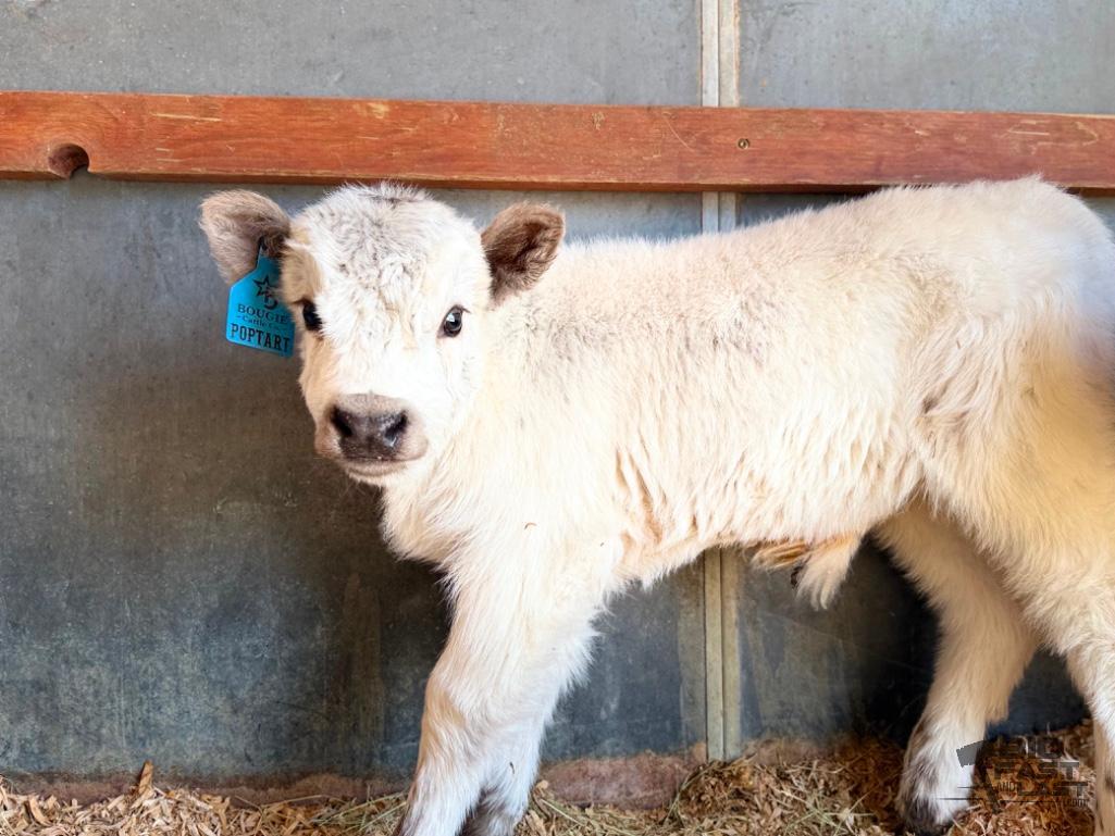 SOLD - Poptart Mini/mid Bull Calf Buy Now $12,500.00