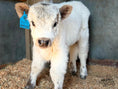 Load image into Gallery viewer, SOLD - Poptart Mini/mid Bull Calf Buy Now $12,500.00
