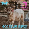 Load image into Gallery viewer, SOLD - Poptart Mini/mid Bull Calf Buy Now $12,500.00
