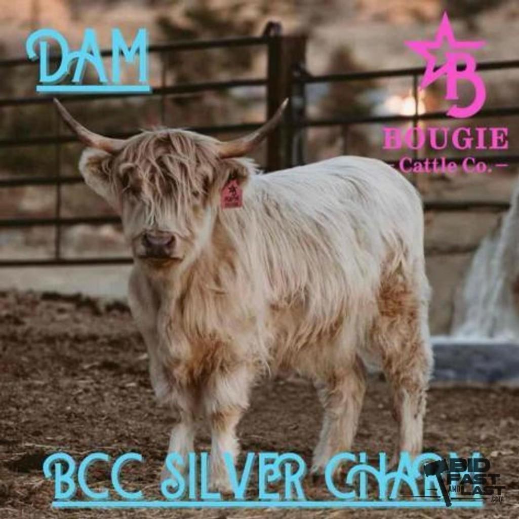 SOLD - Poptart Mini/mid Bull Calf Buy Now $12,500.00