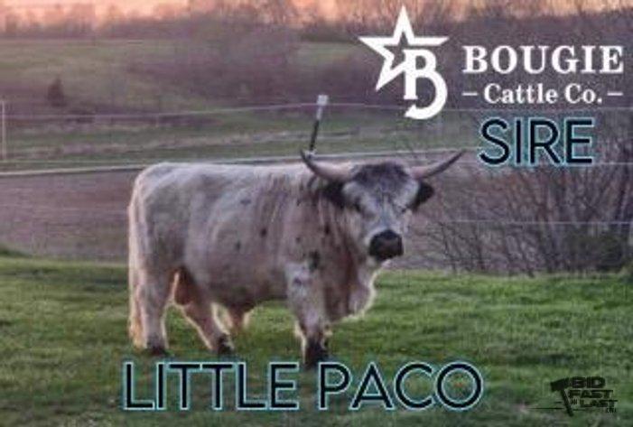 SOLD - Poptart Mini/mid Bull Calf Buy Now $12,500.00