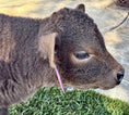Load image into Gallery viewer, Jezebel polled Small Mid Size Heifer $10,000.00
