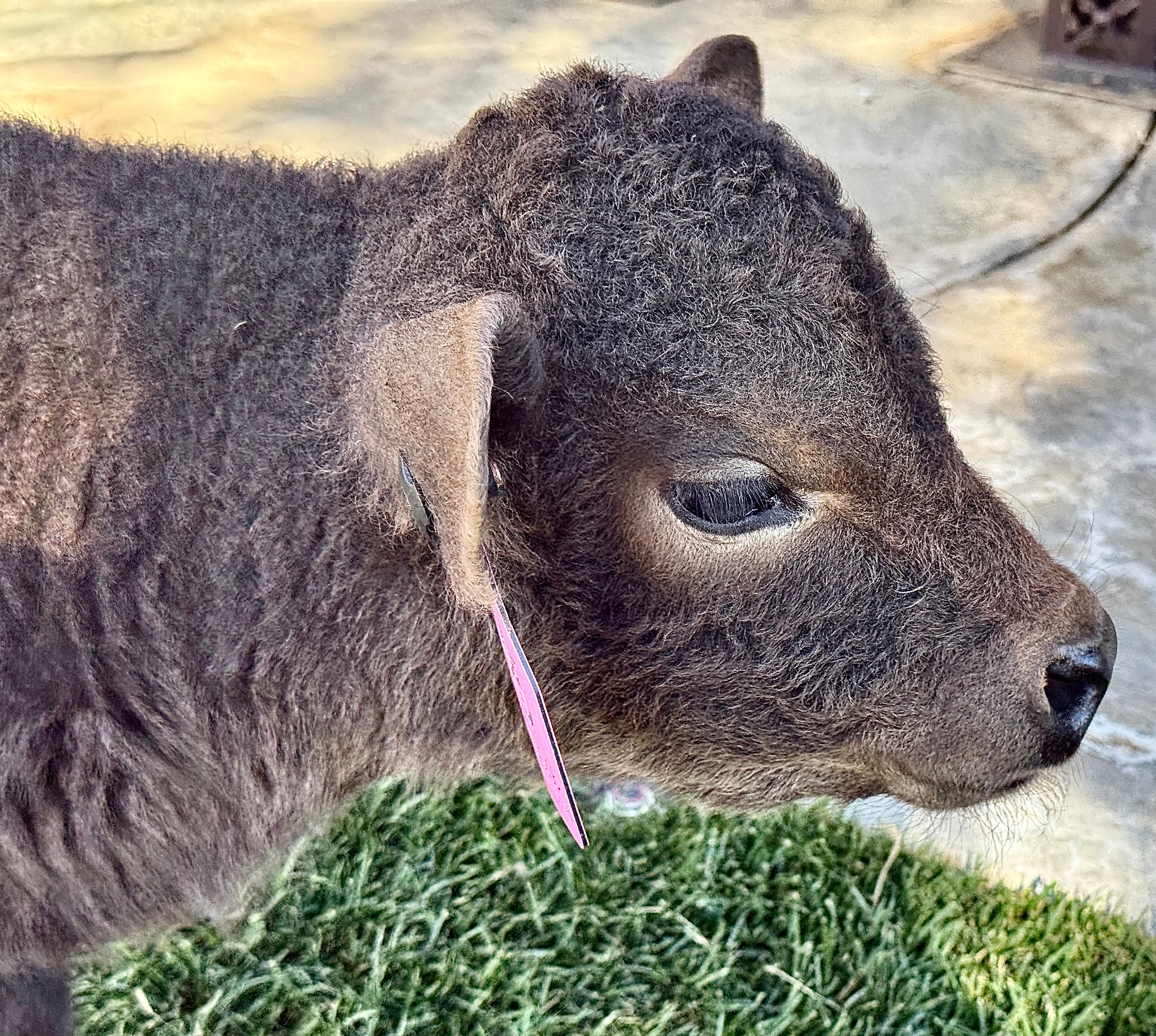 Jezebel polled Small Mid Size Heifer $10,000.00