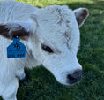 Load image into Gallery viewer, Cool Whip Micro Mini Highpark Bull/Steer $25,000.00
