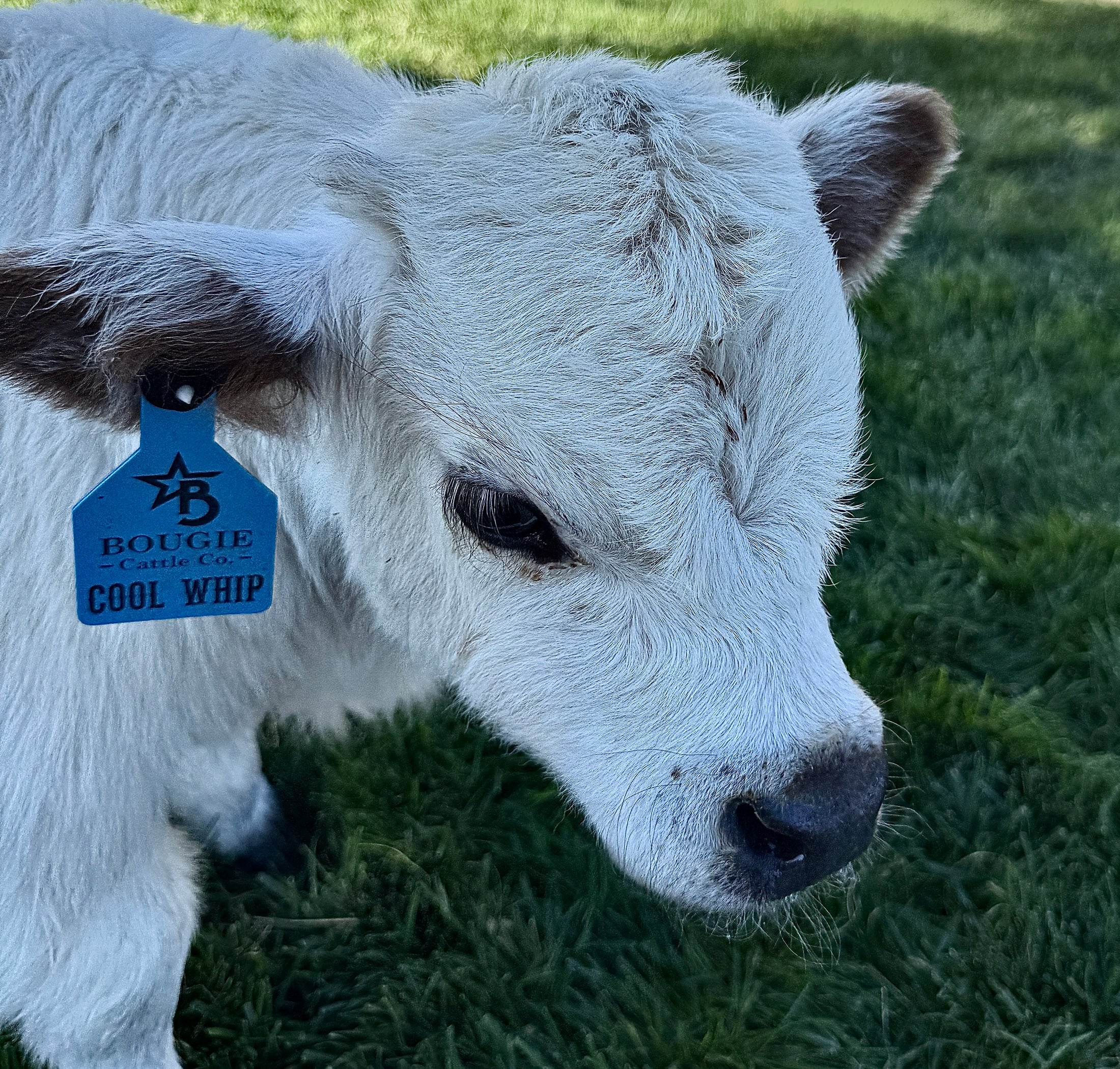 Cool Whip Micro Mini Highpark Bull/Steer $25,000.00