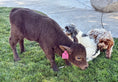 Load image into Gallery viewer, Jezebel polled Small Mid Size Heifer $10,000.00
